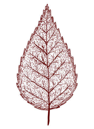 Vector autumn leaf isolated on white background in strokesのイラスト素材