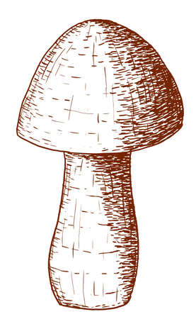 Vector mushroom isolated on white background in strokesのイラスト素材