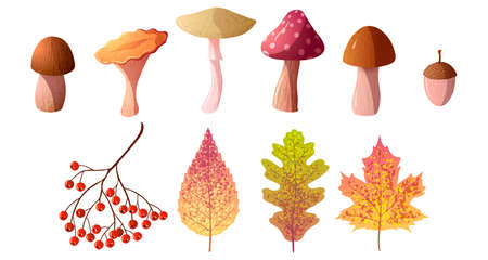 Vector autumn icons set of mushrooms and leaves isolated on white backgroundのイラスト素材