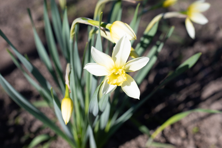flower, spring, daffodil, yellow, narcissus, nature, white, plant, flowers, green, garden, blossomの写真素材