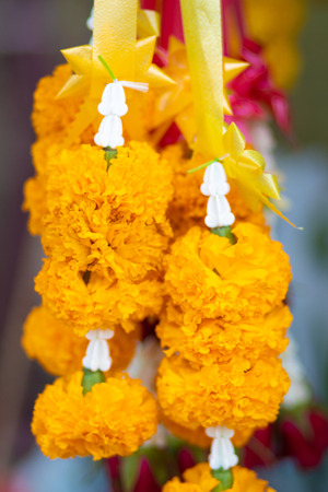 yellow flowers in gardenの写真素材