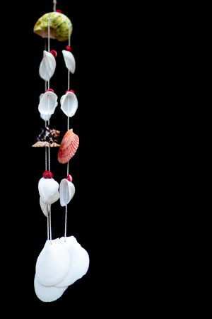 seashells on a black backgroundの写真素材