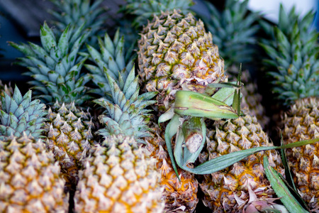 pineapple on green backgroundの写真素材