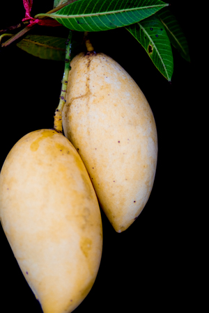 mango on white backgroundの写真素材