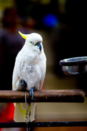 White-necked Parrot, white parrot on the branchの写真素材