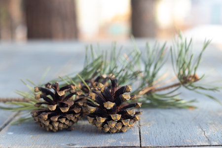 Three brown pine cones laying in the corner of image and isolated on a background of gray wood grain...
