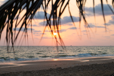 Beautiful pink sunset over sea on the beach with palm leaves, background.の写真素材