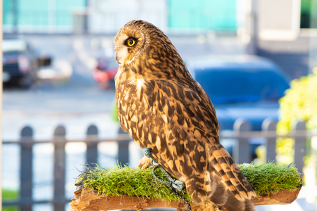 an owl that lives in a cafe. Thailand, Pattaya.の写真素材