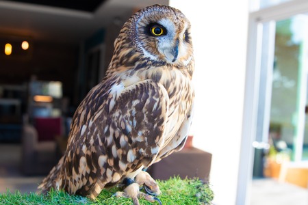 an owl that lives in a cafe. Thailand, Pattaya.の写真素材