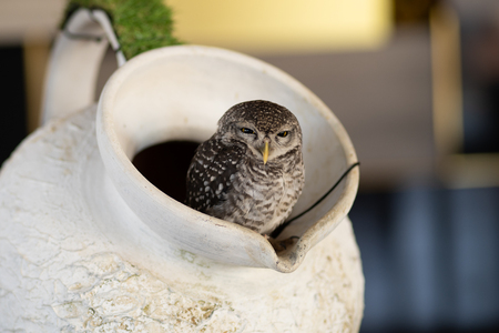 an owl that lives in a jug in a cafe. Thailand, Pattaya.の写真素材