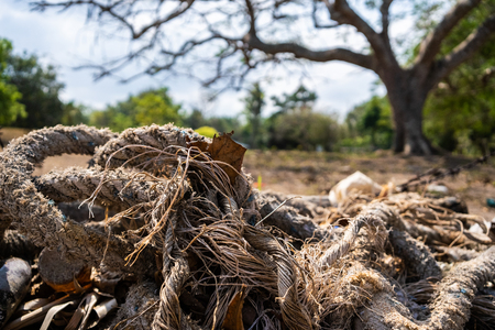 background rope trees green seashore gloomyの写真素材