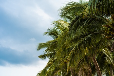 background image of tropical palm trees and blue sky.の写真素材