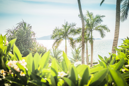 Palm Tree. Beautiful thickets of trees and bushes on the beachの写真素材
