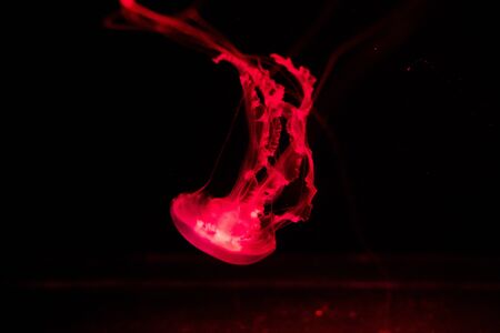 background of a glowing red color jellyfish slowly floating in the dark aquarium waterの写真素材