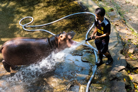 Pattaya, Thailand - May 14, 2019: The Hippopotamus In The Zoo. Hippo wash with a hose