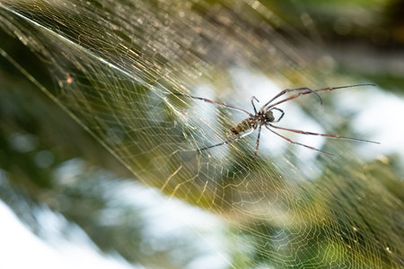 spider on web. Brown european garden spider on web with green blurred background.
