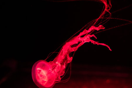 background of a glowing red color jellyfish slowly floating in the dark aquarium water