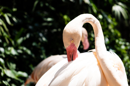flamingo birds in a zoo. Concept of animals in the zoo. Pattaya Zoo, Thailandの写真素材