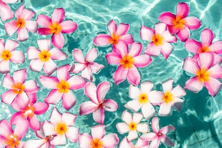Tropical flowers frangipani plumeria, Leelawadee floating in the water. The spa pool. Peace and tranquilityの写真素材