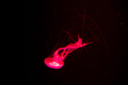 background of a glowing red color jellyfish slowly floating in the dark aquarium water