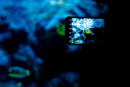 girl photographs fish on a mobile phone in an aquarium.の写真素材
