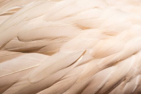 Pink flamingo feathers, close-up, texture. Bird feathers.の写真素材