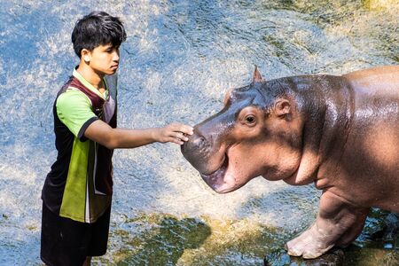 Pattaya, Thailand - May 14, 2019: The Hippopotamus In The Zoo. Hippopotamus has a tickling noseのeditorial素材