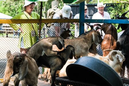 Pattaya, Thailand - May 14, 2019: People with grass to feed and give grass to goats at the zooのeditorial素材