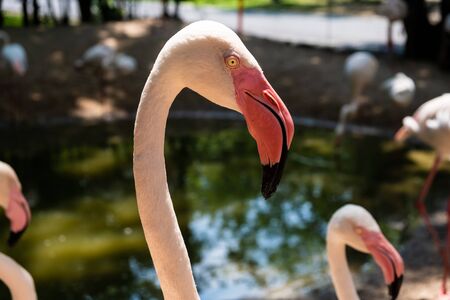 Flamingo Head Forward. The concept of animals in the zoo.の写真素材