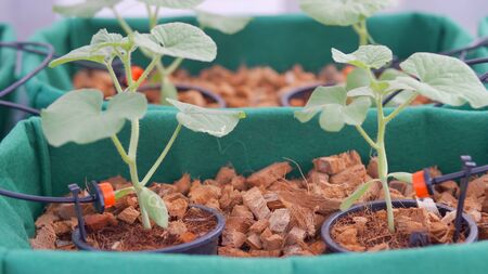 Automatic irrigation system for flowers in the gardenの写真素材
