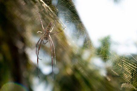 spider on web. Brown european garden spider on web with green blurred background. soft focus.の写真素材