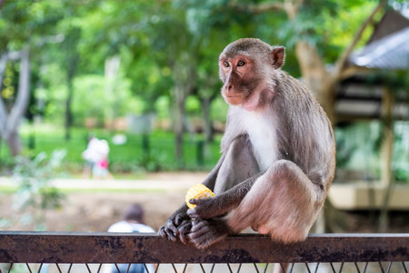 Pensive monkey sits on a tree branch In nature.