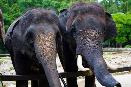 Elephants. The concept of animals at the zoo in Thailand.の写真素材