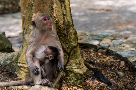 Baby monkey eating milk from the mother. A family of monkeys. The concept of animals at the zoo in...