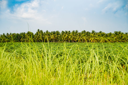 Palm grove. Tropical country. Landscape. mountain islands on the background.の写真素材