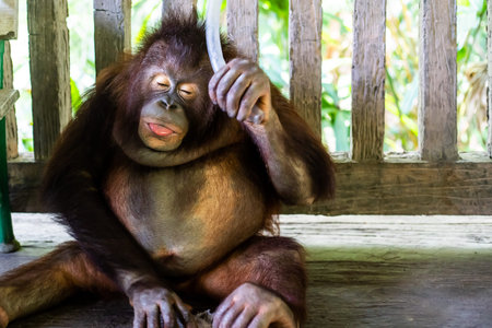 Sumatran orangutan. Funny orangutan. Zoo animals concept.の写真素材