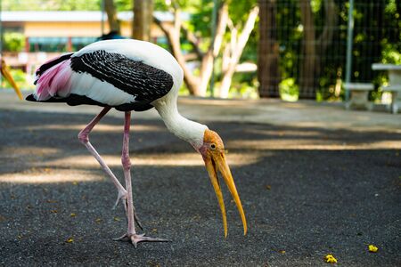 Stork in the zoo. Concept animals and birds in the zoo.の写真素材