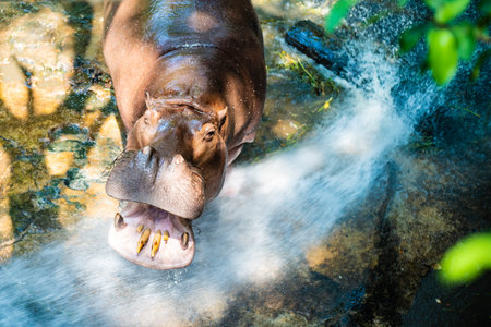 Hippopotamus in zoo. Concept animals at the zoo.