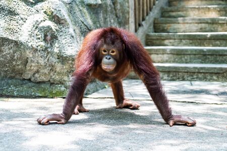 Sumatran orangutan. Orangutan walks. Zoo animals concept.の写真素材