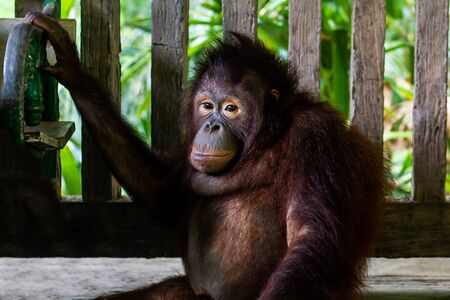 Sumatran orangutan. Pensive Orangutan. Zoo animals concept.の写真素材