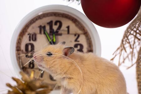 New Year concept. Cute white domestic rat in a New Years decor. Symbol of the year 2020 is a ratの写真素材