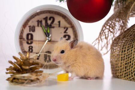 Symbol of the new year 2020. rat near the New Year tree, watches and giftsの写真素材