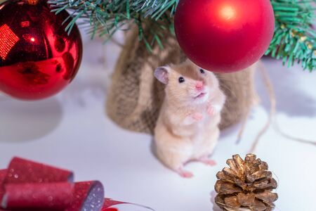 rat with colorful Christmas balls and Christmas tree, a symbol of the new year 2020. New Year concept.の写真素材