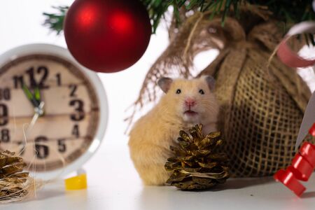 rat with a Christmas cone, a symbol of the new year 2020. New Year concept.の写真素材