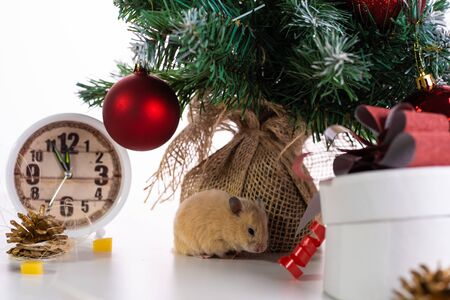 rat with colorful Christmas balls and Christmas tree, a symbol of the new year 2020. New Year concept.の写真素材