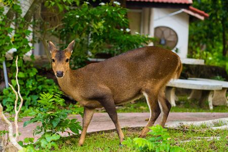 Roe deer in zoo. Young brown roe deer in a zooの写真素材