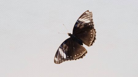 Beautiful brown black butterfly on a white background, close-up. Copy space.の写真素材