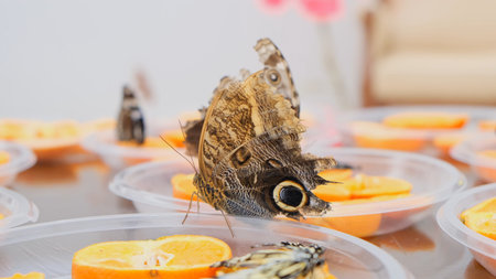 brown large butterflies drinks nectar on citrus fruits. Butterfly on oranges. close-upの写真素材