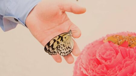 Butterflies are sitting on a large pink flower. The male hand takes one butterflyの写真素材