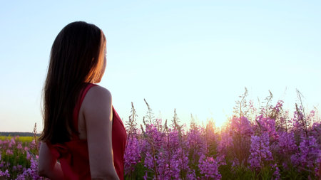 View back of young brunette woman walks along pink field among florets of willow tea, she touch flowers blooming sally.Girl in tall stems of fireweed on bright sunny evening at sunsetの写真素材
